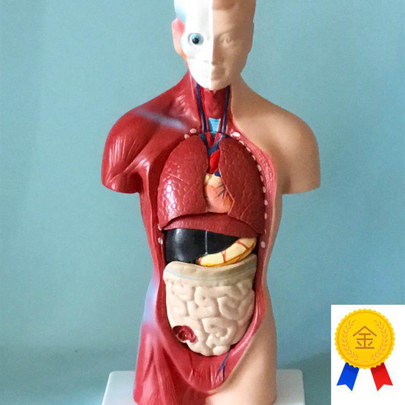 人体新款小学科学k实验28躯干内脏器官解剖医学教学婴幼儿早教模