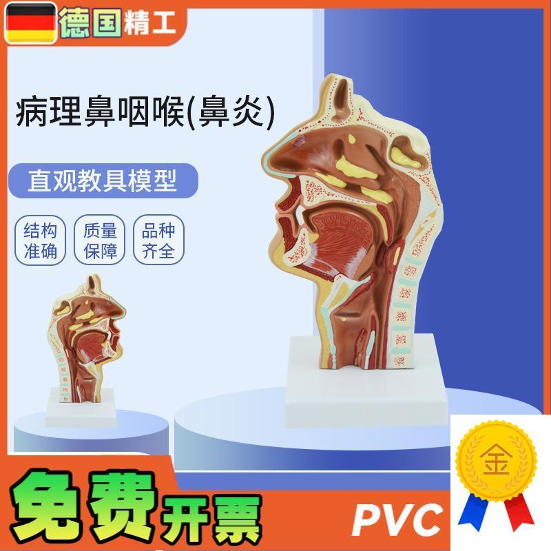 德国】PNT-0737鼻咽喉咽喉口鼻矢状K解剖耳鼻喉科五官教学模型