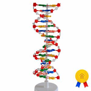 向阳花正品DNA结构模A型高中生物实验教学厂家直销