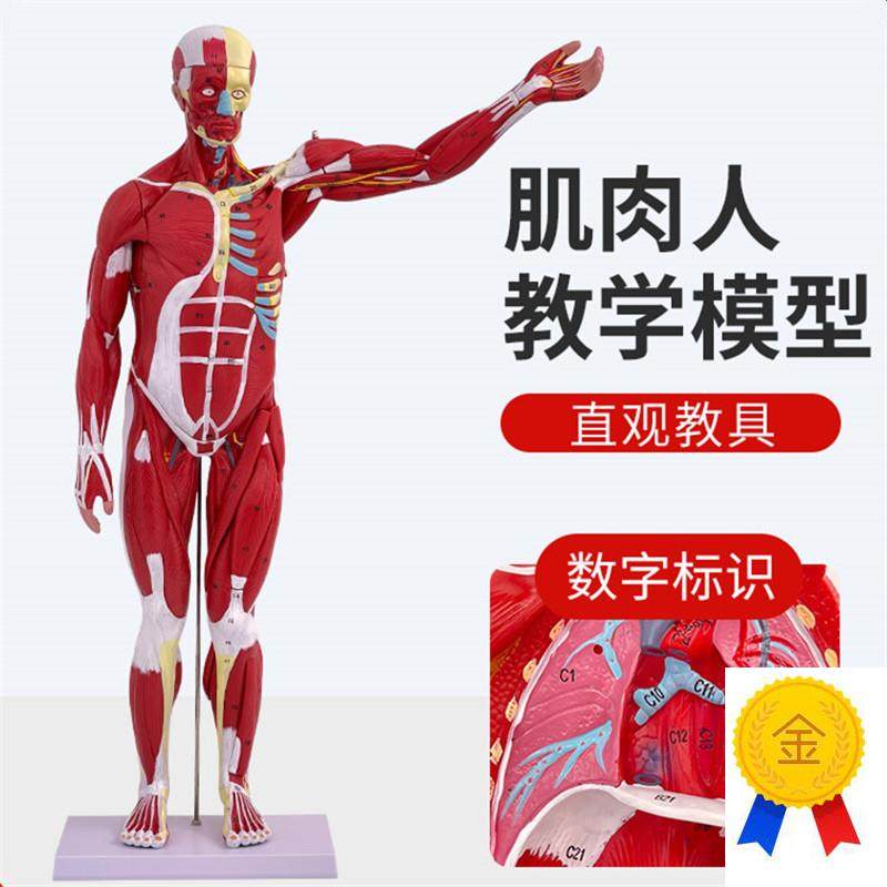 人体全身肌肉附内脏器官解剖模型医学人体肌肉模O型80CM肌肉人模
