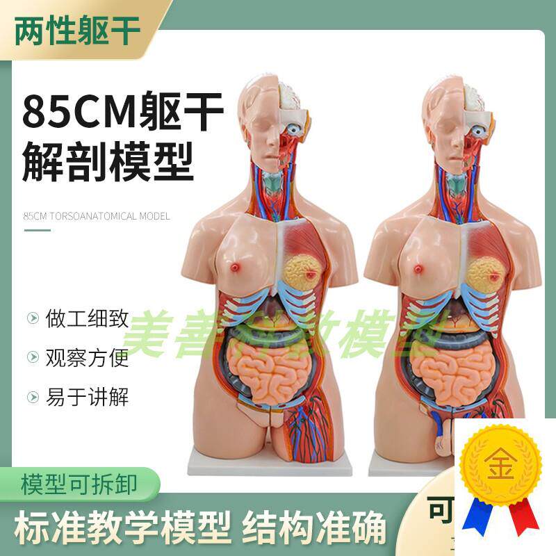 教学85CM人体躯干模型两性躯干解剖附内脏模型S女性躯干器官构造