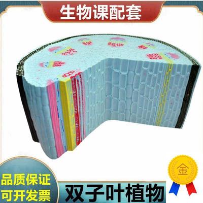 双子叶植物茎模型植物细胞叶绿体叶子H结构根尖解剖桃花小麦花衣