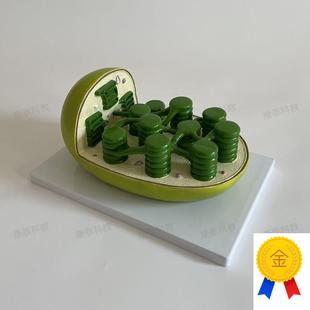 康泰叶绿体模型植物细胞生物教学仪器中学校实验装W备器材细胞器