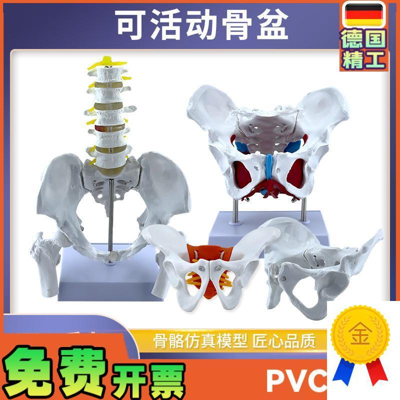 动态女性腰椎骨盆骨骼模型关节可活动迷你小盆骨产U康人体医用骨