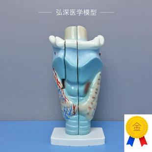 喉解剖模型人体咽喉m咙喉部甲状腺声带结构放大模具耳鼻喉医学教