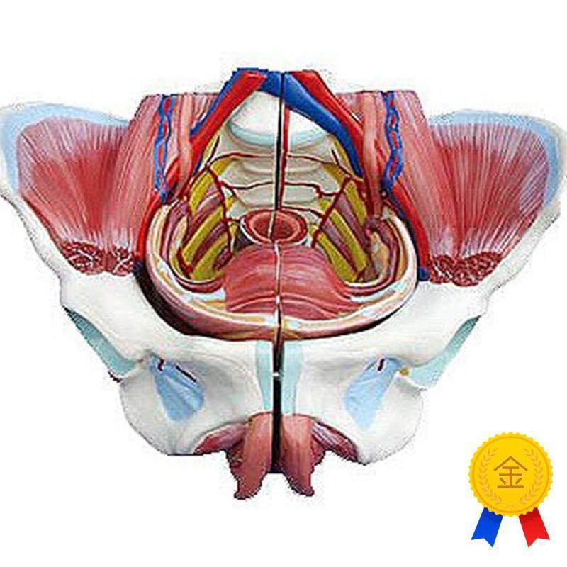 高级女性骨盆附生殖器与血管神经模型人U体解剖医学标本