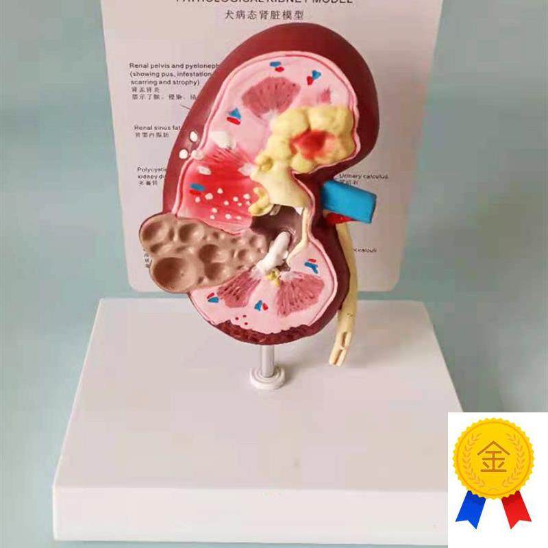 狗肾脏病态健康解剖模型t犬科宠物教学教具兽医医学模型厂家直销