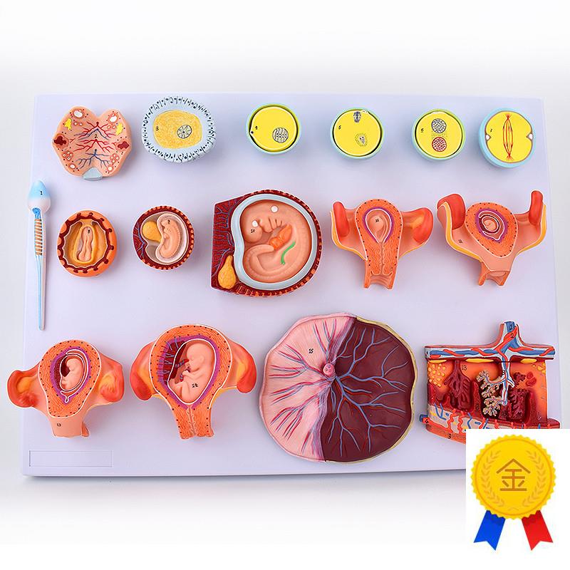 ENOVO颐诺受精与早期胚胎发育过G程模型组织胚胎教学示教模型胚