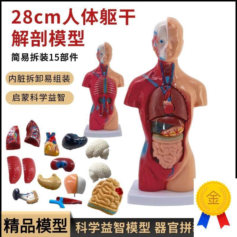 28CM医学内脏人体器官结构躯干解剖模J型心脏构造儿童可拆装教学
