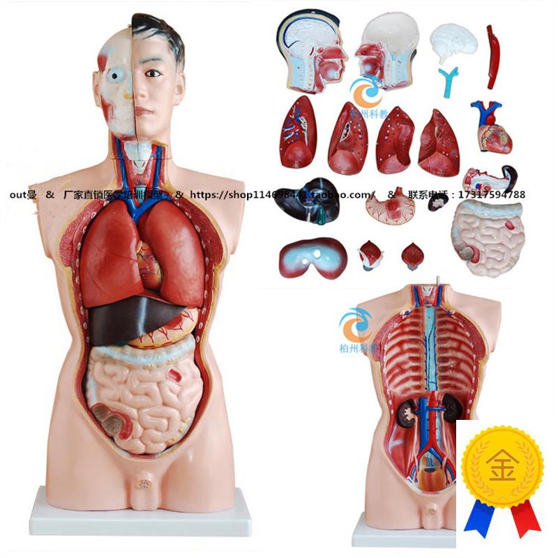 厂家直销正品f男性人体半身躯干模型(85cm/19件)包邮