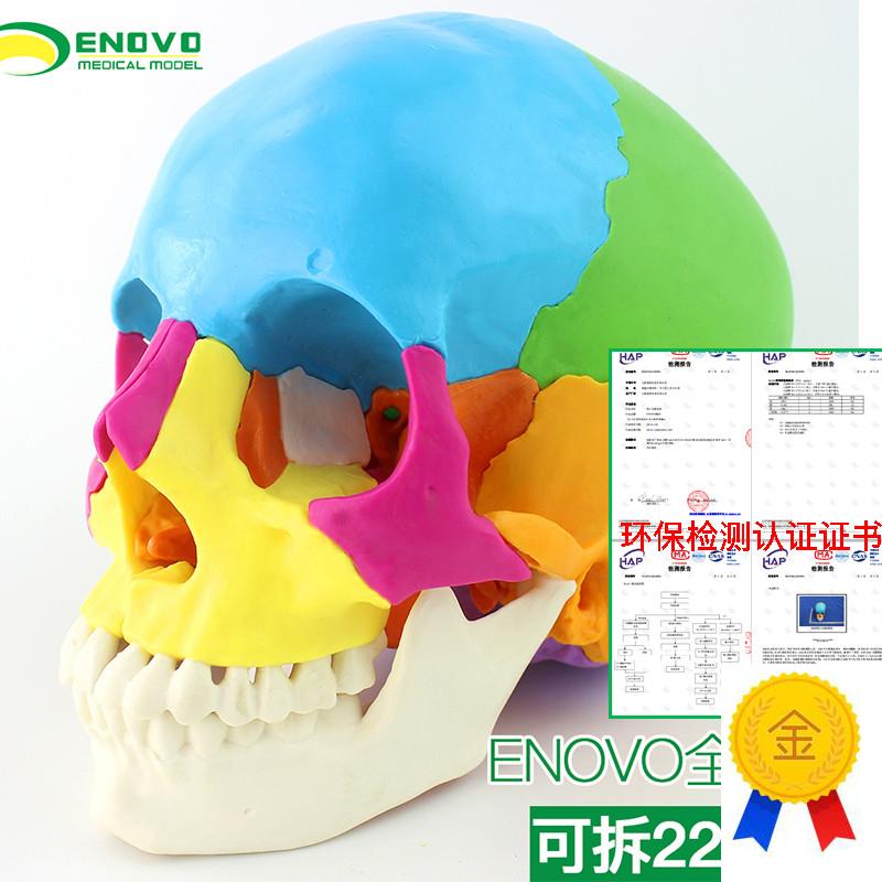ENOVO颐诺医学用可分解人体头骨模型微整形美容颅骶疗法CZST颅骨