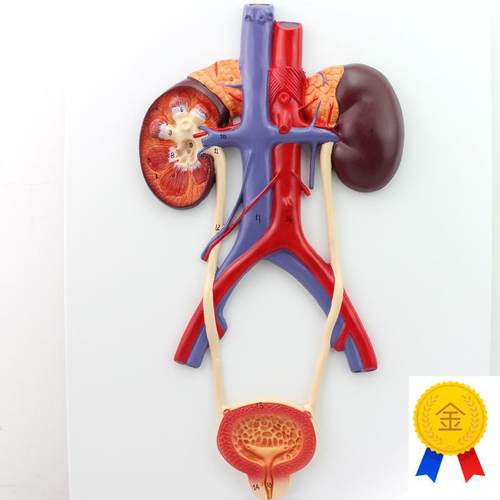 ENOVO颐诺人体泌尿系统模型输尿管膀胱尿道模型肾解剖Z模型医学泌