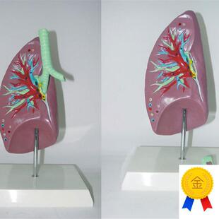 包邮人体肺.气管解o剖模型器官肺解剖模型教学医用讲解标本