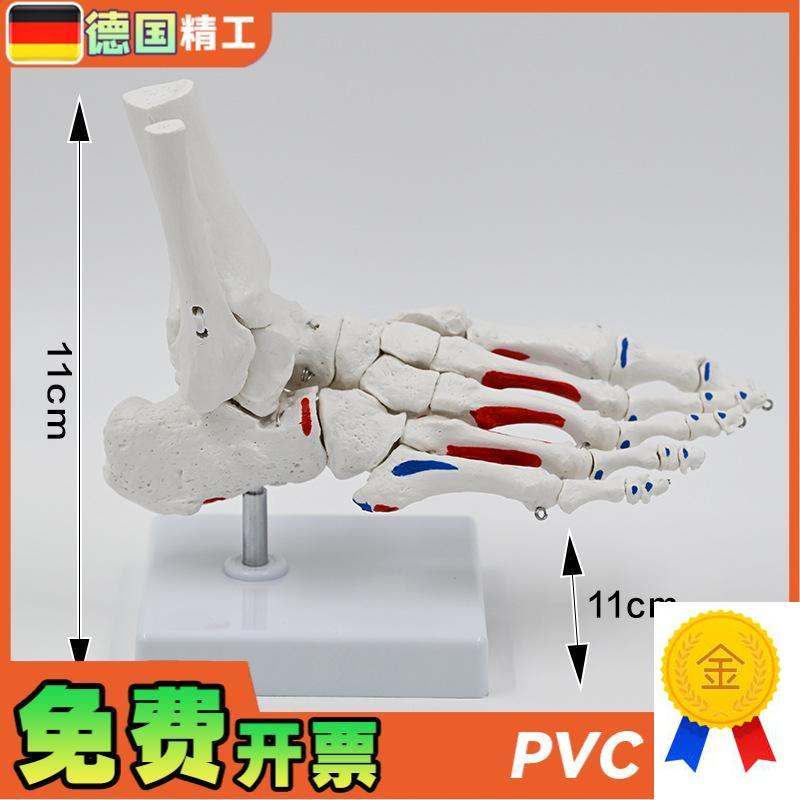 德国】1比1肌肉起止点脚骨模型脚关节踝关节足骨教具Y脚骨仿真跖
