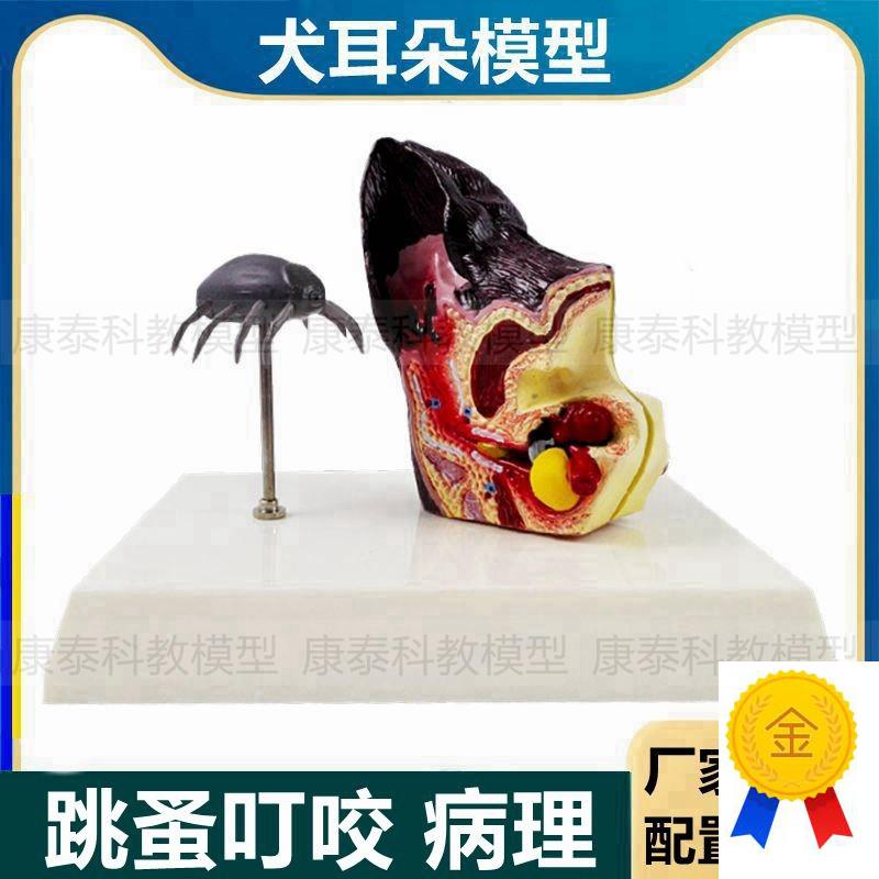狗狗耳朵模型虫子叮咬跳蚤病理皮肤犬科J动物犬耳朵仿真兽医教学