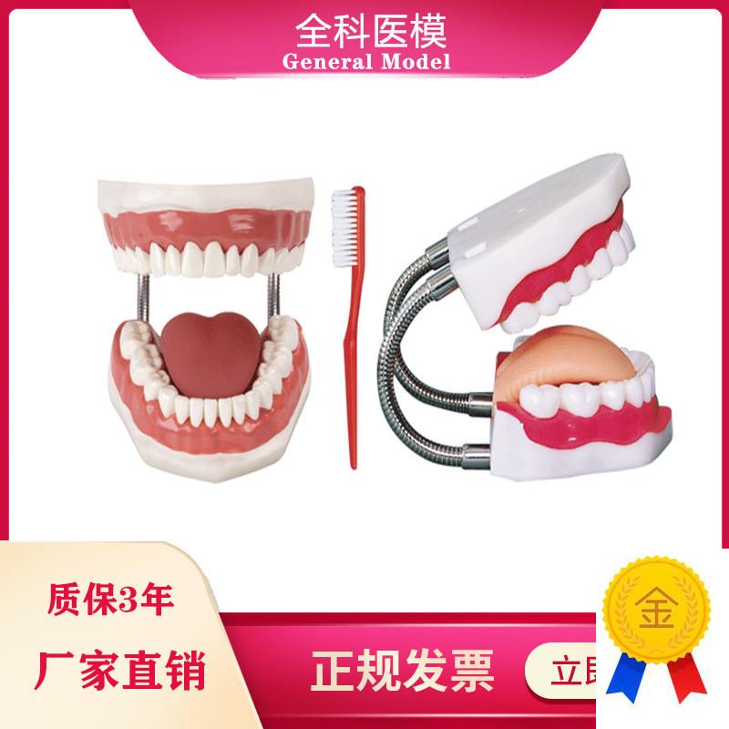 牙护理保健模型牙齿清洁教学模K具刷牙口腔护理牙模型