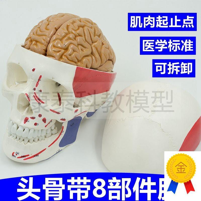 人体头骨肌肉起止点标记仿真颅骨带脑拆卸8部件拼装X医用外科神经