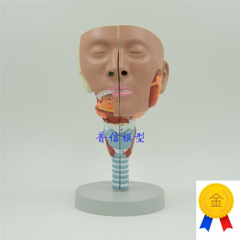 普信咽肌模型喉解剖模型咽喉模型G口鼻模型舌肌解剖头模型