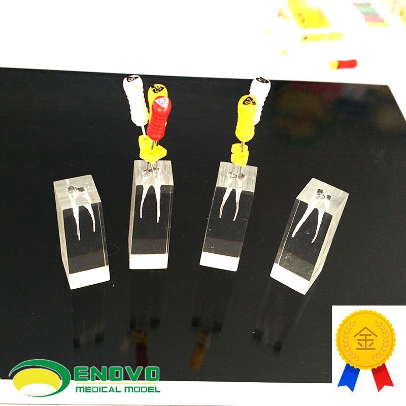 ENOVO颐诺牙体牙髓教学实践模型根管练习预备O充填练习RCT口外操