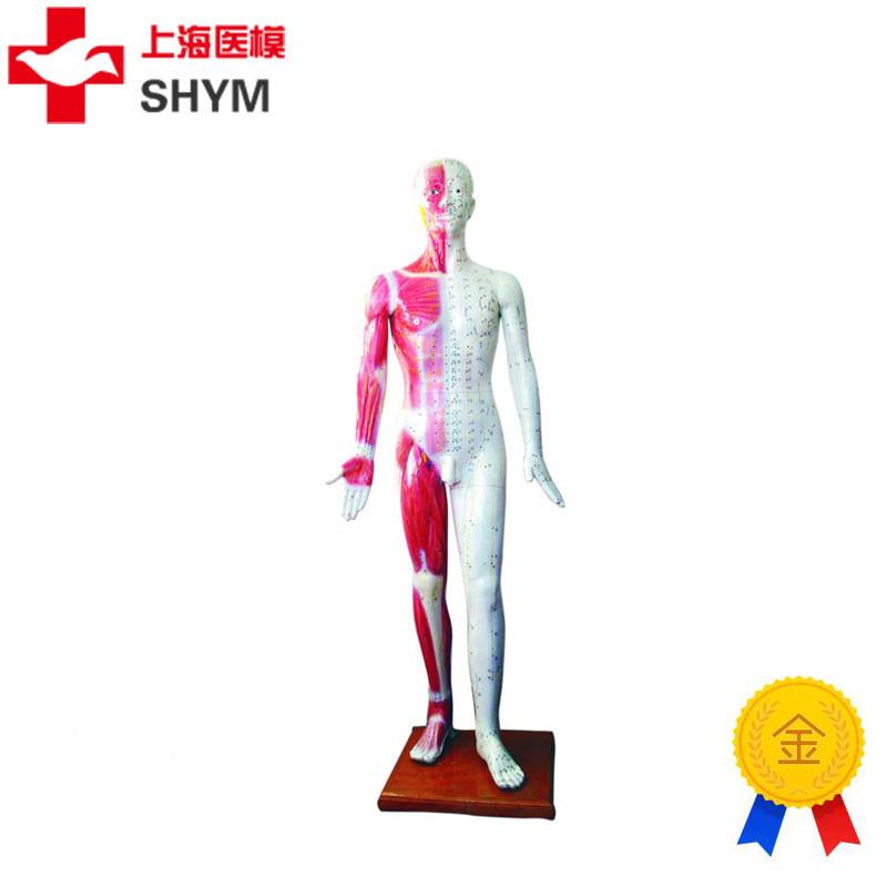 上海医模标准针灸穴位人体模型178cm厂家直销178CXM高医学模型
