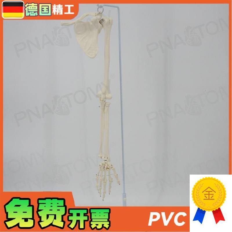 德国】人体上g肢骨胳膊手臂骨锁骨肩胛骨肱骨尺骨桡骨骨骼模型骨