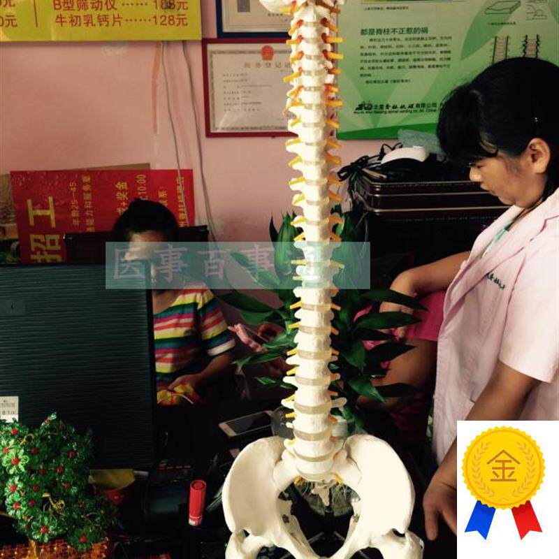 (全国包邮)85cm自然t大脊椎模型11比例人体脊柱带骨盆椎间盘