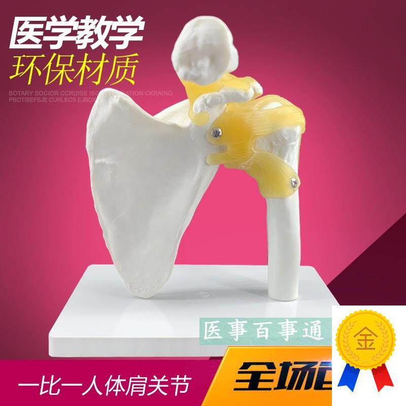 厂家直销,*f自然大髋关节模型,骨关节,人体骨关节模型示教模型