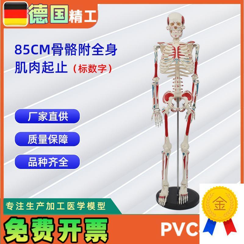 85CMa附全身肌肉起止点骨骼标数字人体脊柱模型仿真小白骷髅标本