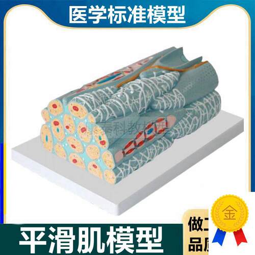 平滑肌模型不随意肌人体组织微细结构医用解剖sMmoothmuscle
