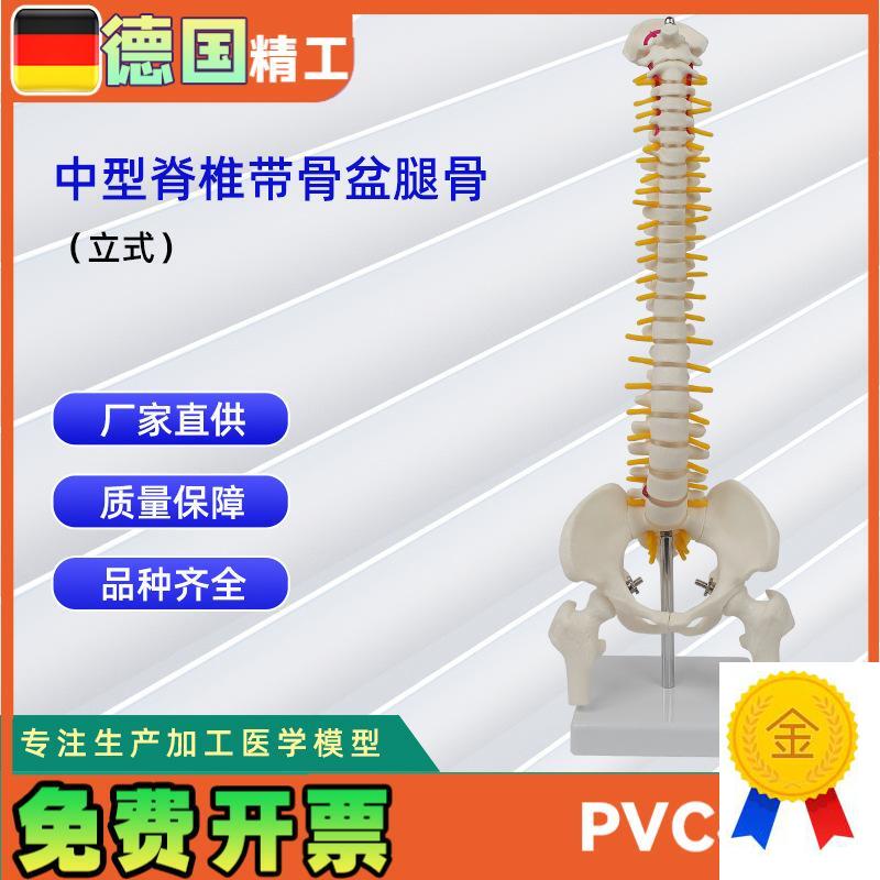 中型脊椎带骨盆腿骨模型立式人体T脊椎教学模型
