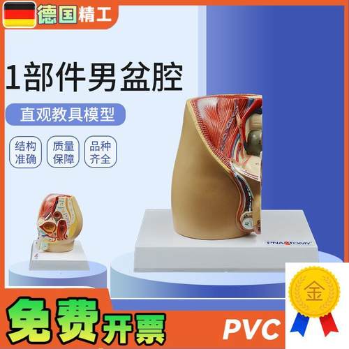 德国】成人c小型男性矢状解剖模型生殖系统男盆腔结构前列腺男科