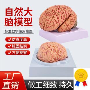 人体大脑解剖模型人体器官结构教学模型可拆装8部件W医用摆件讲解