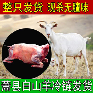 现杀山羊肉新鲜烤全羊整只白条羊羊酮体