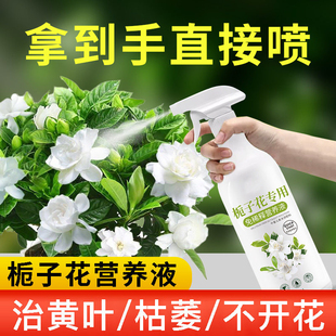栀子花专用营养液叶子发黄盆栽专用肥料水培酸性开花肥液体肥