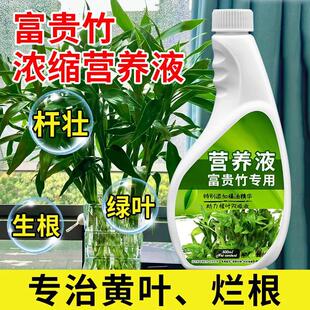 富贵竹专用营养液治叶子发黄转运竹节节高文昌竹水竹水培植物生根