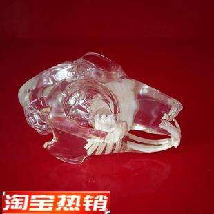 兔子头骨模型透明水晶口腔牙齿骨骼标本仿真塑胶骨头兽医解剖教具