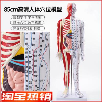 85cm高清中医针灸穴位模型图教学全身家用十二经络人体解剖大铜人