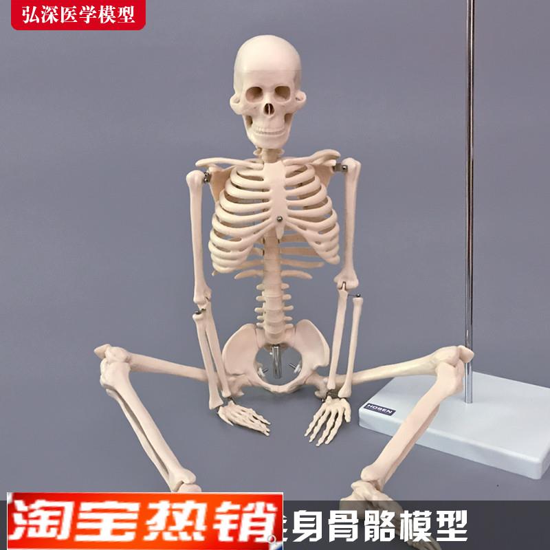 85cm人体全身骨骼模型骨架结构造脊柱骷髅头关节活动医学教学玩具