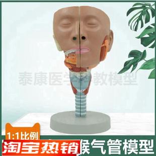 鼻腔口腔咽扁桃体喉咙气管模型声带结构发音器官音乐课教具医用采