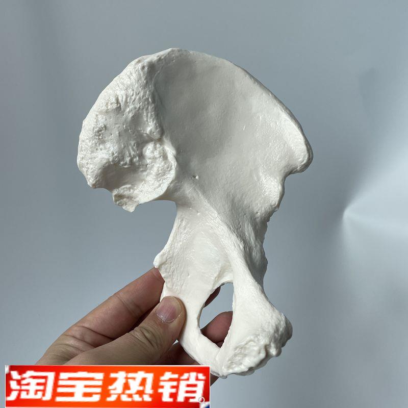 人体髋骨模型骨盆散装骶椎尾骨仿真1比1塑胶医用教学标本骨科示教