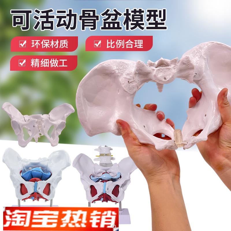 动态女性腰椎骨盆骨骼模型关节可活动迷你小盆骨产康人体医用骨架