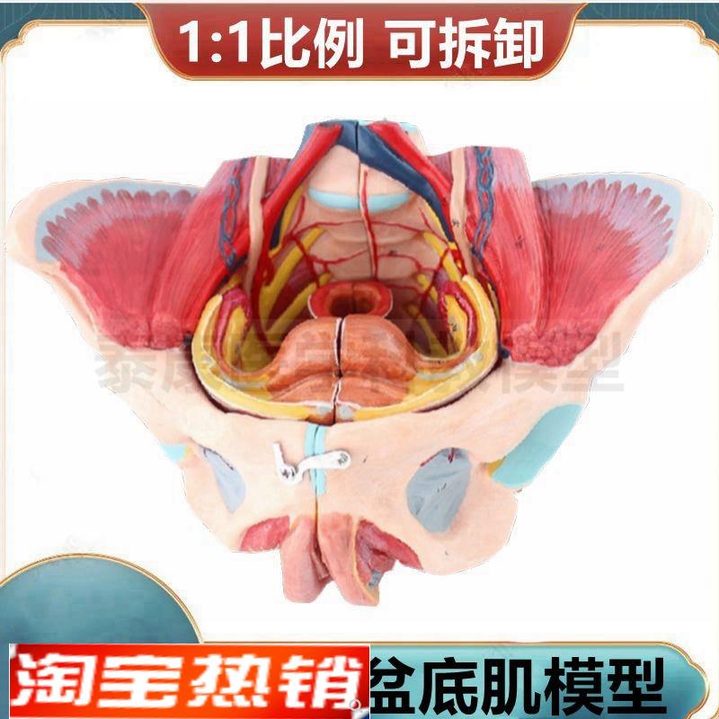 盆底肌模型 女性盆腔肌肉气管生殖泌尿月嫂培训技校产后修复 瑜伽