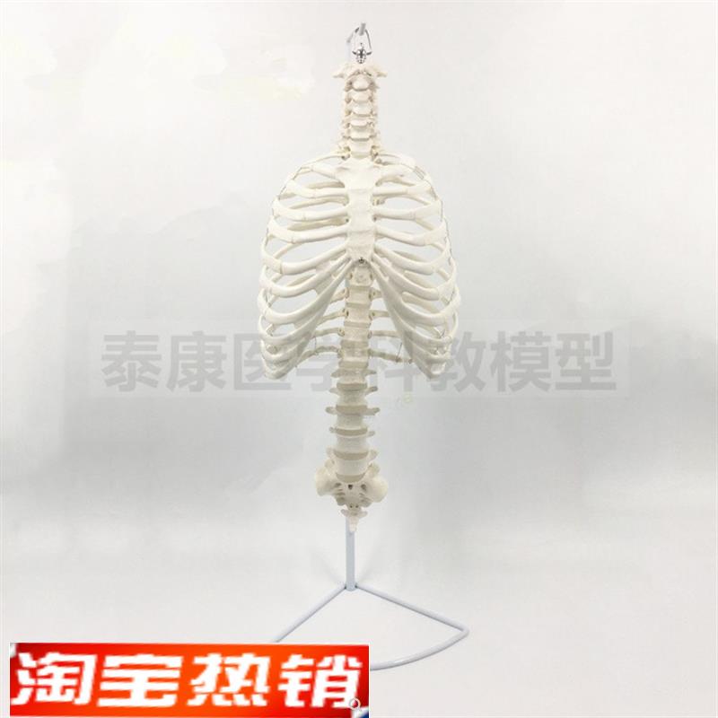 人体胸腔骨骼模型脊柱肋骨胸骨柄脊髓神经临床医用教学骨盆半身骨
