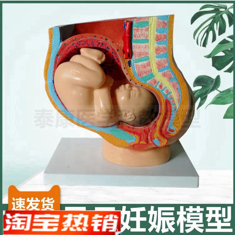 足月妊娠模型 盆腔盆底子宫胎儿妇产科教学生殖月子产后修复家政