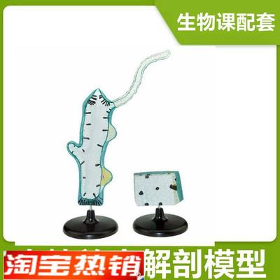 水螅模型中学生物课配套教具腔肠动物多细胞无脊椎无芽体精巢淡水