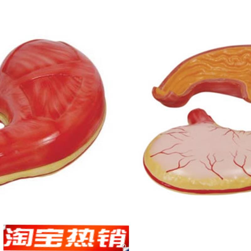 胃解剖模型