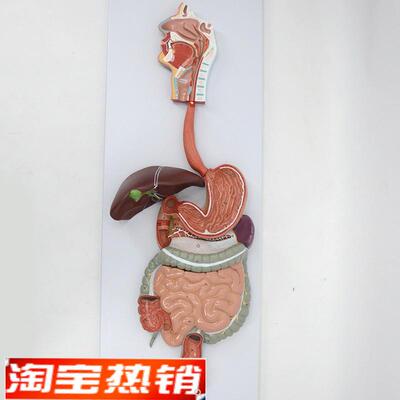 人体消化系统模型食管胃十二指肠大肠肝脏胰腺脾脏直肠肛管盲肠