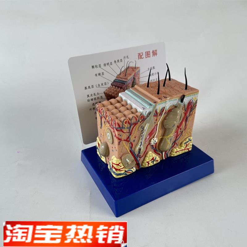 35倍人体皮肤组织结构放大解剖模型 医学美容整形立体皮肤模型