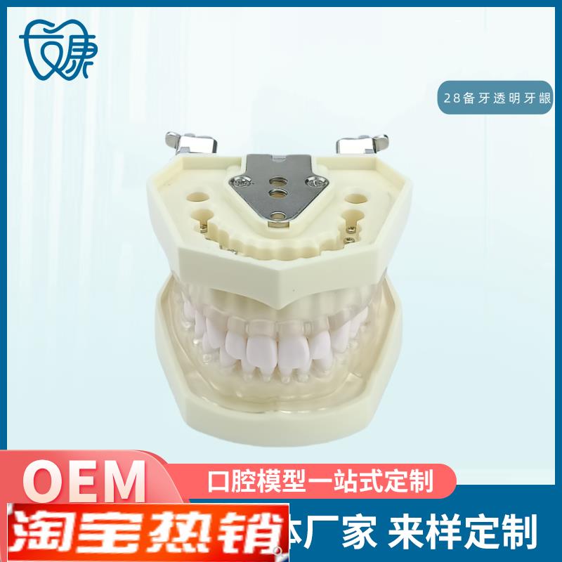 牙科全口可拆卸备牙模型  软牙龈模型 练习牙齿模型 送螺丝螺丝刀