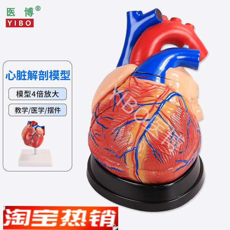 医博心脏解刨模型 医学教学模具 可拆卸 1:1人体仿真心脏模型 医